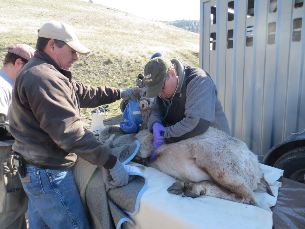 Wildlife professionals provide medical care for a sheep on a capture table on a farm with open green pastures.