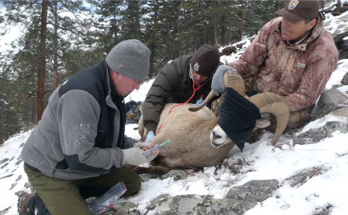 A wildlife professional administers immobilization drugs to a wild ram. The ram has a blind cover over it's eyes, laying on the snow-covered ground, while other wildlife professionals hold the animal down.